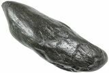 Fossil Sperm Whale (Scaldicetus) Tooth - South Carolina #231871-1